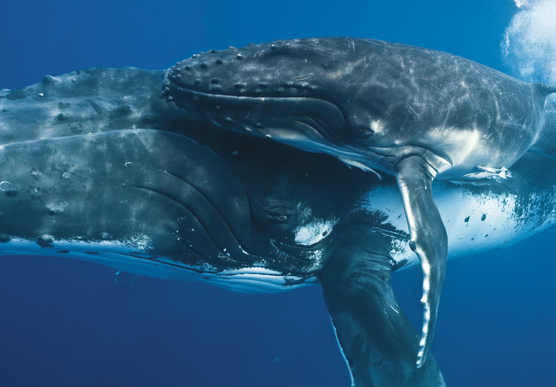 Illustration for article titled These beautiful portraits of whales will make you weep at the wonder of the universe (no, really)